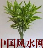 昭通十二生肖养什么植物最旺财运？你知道吗！